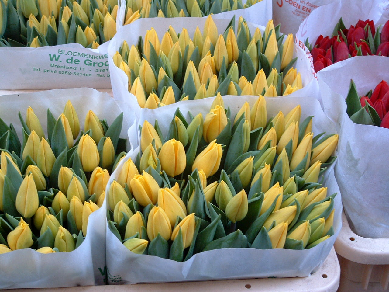 Tulipanes Mercado de Las Flores